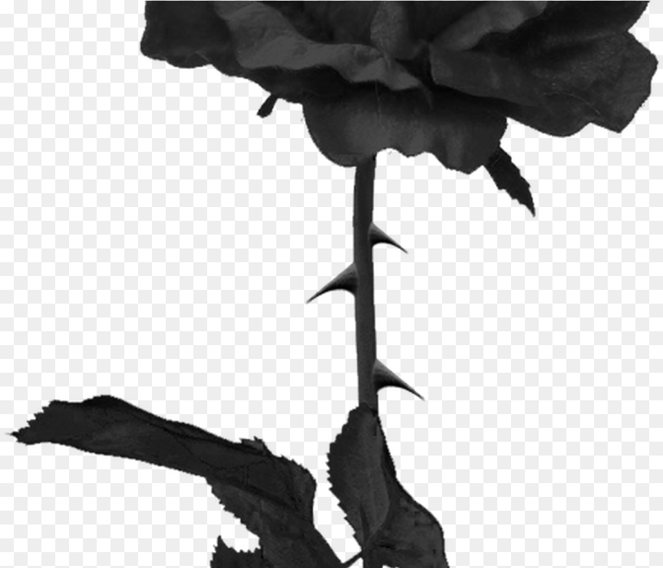 Tumblr Roseblackrose Black Grunge Edgy Dark Rose, Silhouette, Adult, Bride, Female Free Png