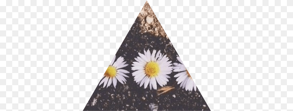 Tumblr Static 640 V2 Oxeye Daisy, Flower, Petal, Plant, Triangle Free Png Download