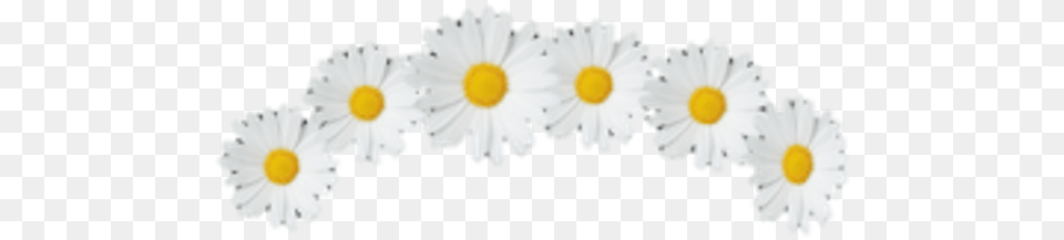 Tumblr Sticker By Daniela Illustration, Daisy, Flower, Plant Free Transparent Png