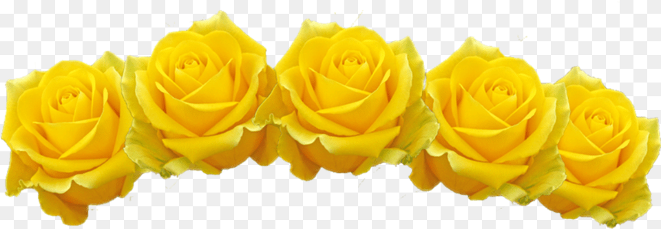 Tumblr Sticker By Toruu Yellow Flower Crown Transparent, Petal, Plant, Rose Png Image