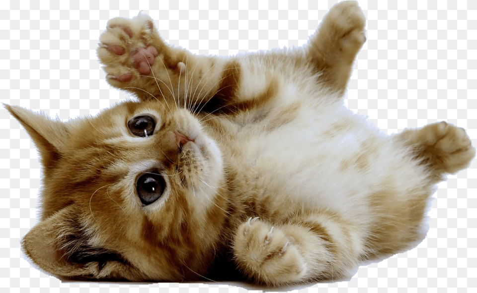 Tumblr Transparent Cats Google Cat, Animal, Kitten, Mammal, Pet Png Image