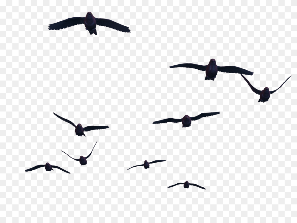 Tumblr Transparent Divergent Birds Silhouettes Clip Art Image, Animal, Bird, Flying Png