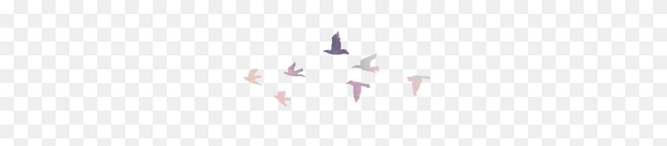 Tumblr Transparent Tumblr Images, Animal, Bird, Flying, Flock Png Image