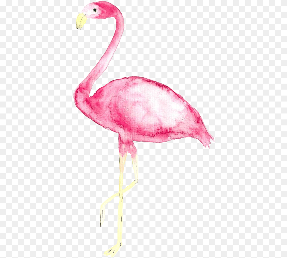 Tumblr Watercolor Aquarelle Flamingo Freetoedit Iphone Xs Max Wallpaper Flamingo, Animal, Bird Free Png Download