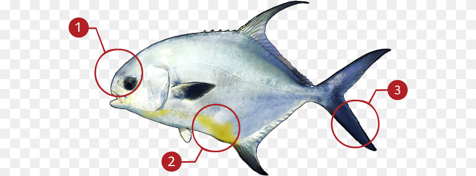 Tuna, Animal, Fish, Sea Life, Shark Png Image