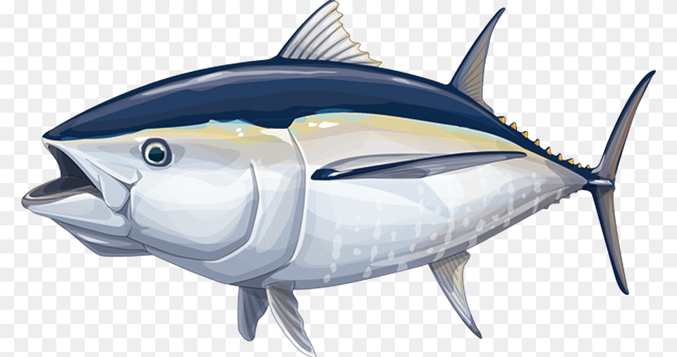 Tuna, Animal, Bonito, Fish, Sea Life Png Image