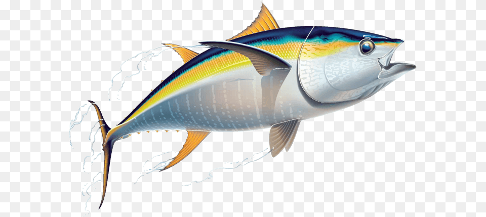 Tuna Clip Art, Animal, Fish, Sea Life, Bonito Free Transparent Png