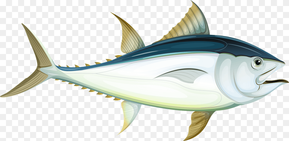 Tuna Clipart, Animal, Bonito, Fish, Sea Life Free Transparent Png