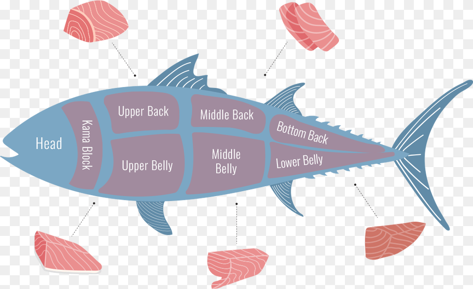 Tuna Cuts, Animal, Fish, Sea Life, Bonito Png Image