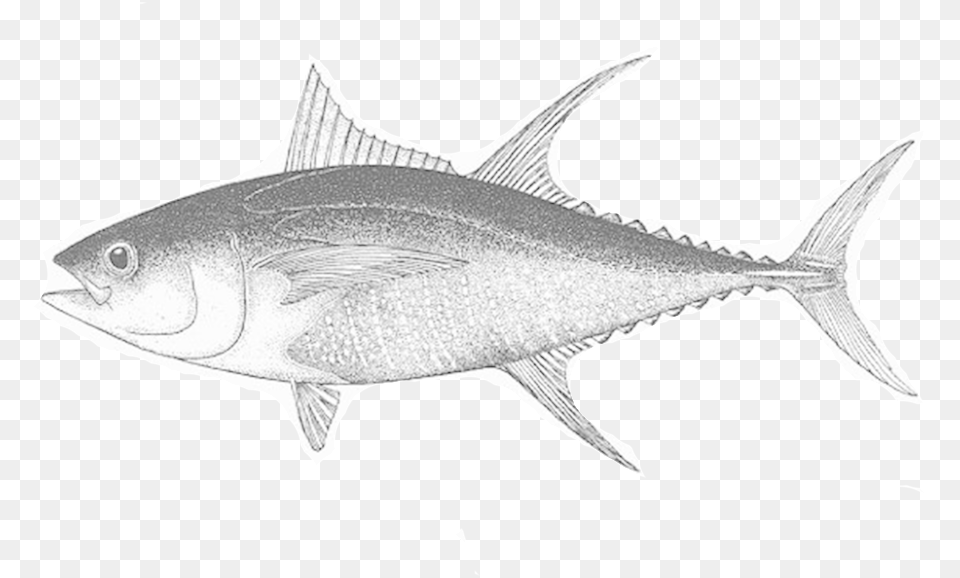 Tuna Fish, Animal, Bonito, Sea Life Png Image