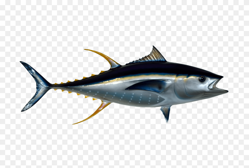 Tuna Fish Transparent, Animal, Bonito, Sea Life, Shark Png