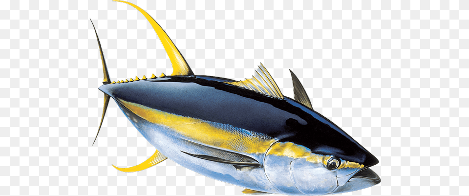 Tuna From The Maldives Albacore Fish, Animal, Sea Life, Bonito, Shark Free Png