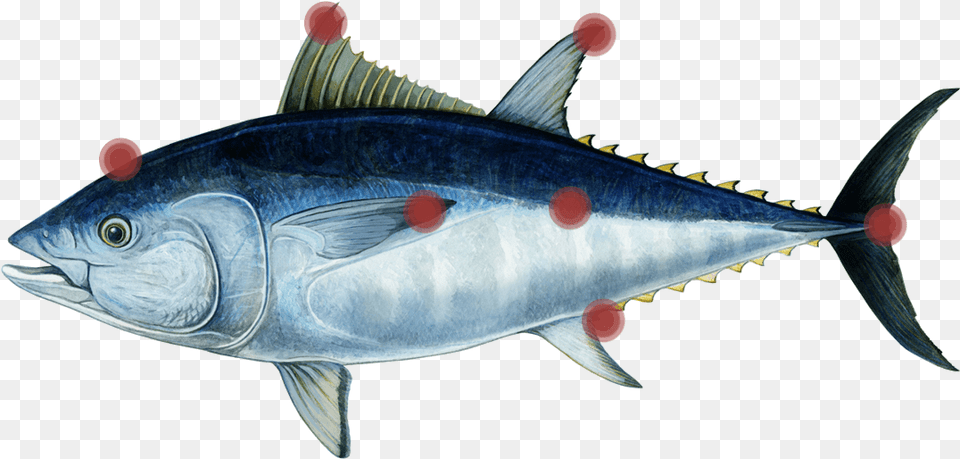 Tuna Parts Tuna, Animal, Bonito, Fish, Sea Life Free Transparent Png