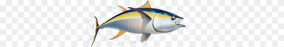 Tuna Tuna Images, Animal, Fish, Sea Life, Bonito Free Transparent Png