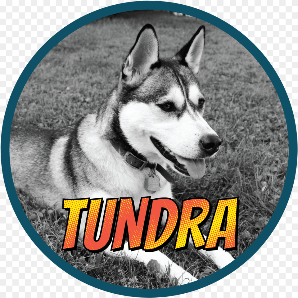 Tundra 01 Mackenzie River Husky, Animal, Canine, Dog, Mammal Png