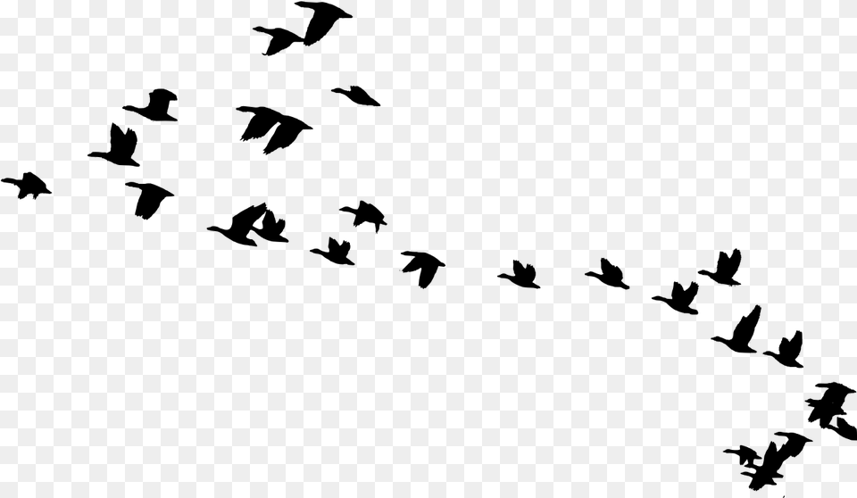 Tundra Bean Goose Bw Birds In Fly, Gray Png