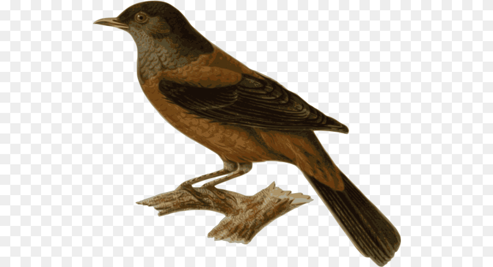 Turd Clip Arts For Web Clip Arts Free Backgrounds Bird Sitting On Branch, Animal, Blackbird, Finch, Beak Png Image