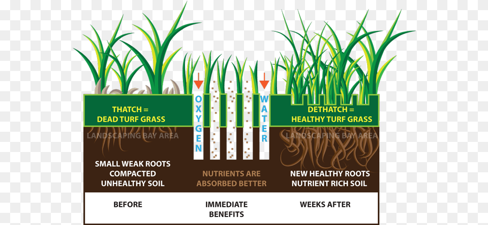 Turfgrass Aeration, Advertisement, Poster Free Transparent Png