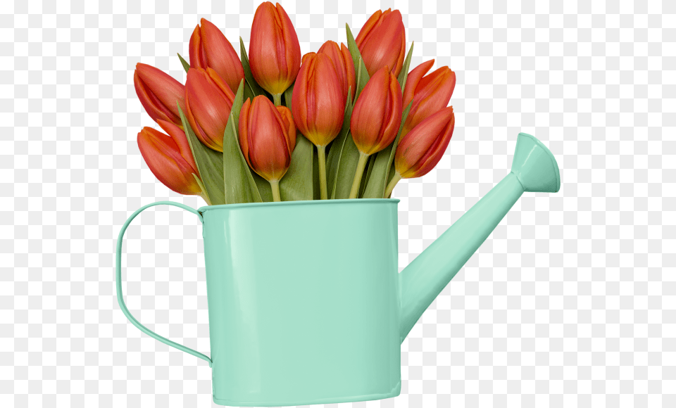 Turkestan Tulip, Can, Tin, Flower, Plant Png Image