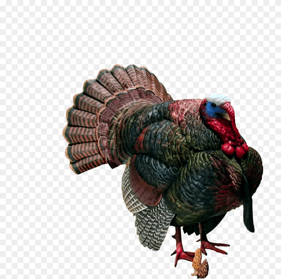 Turkey, Animal, Bird, Fowl, Poultry Png Image