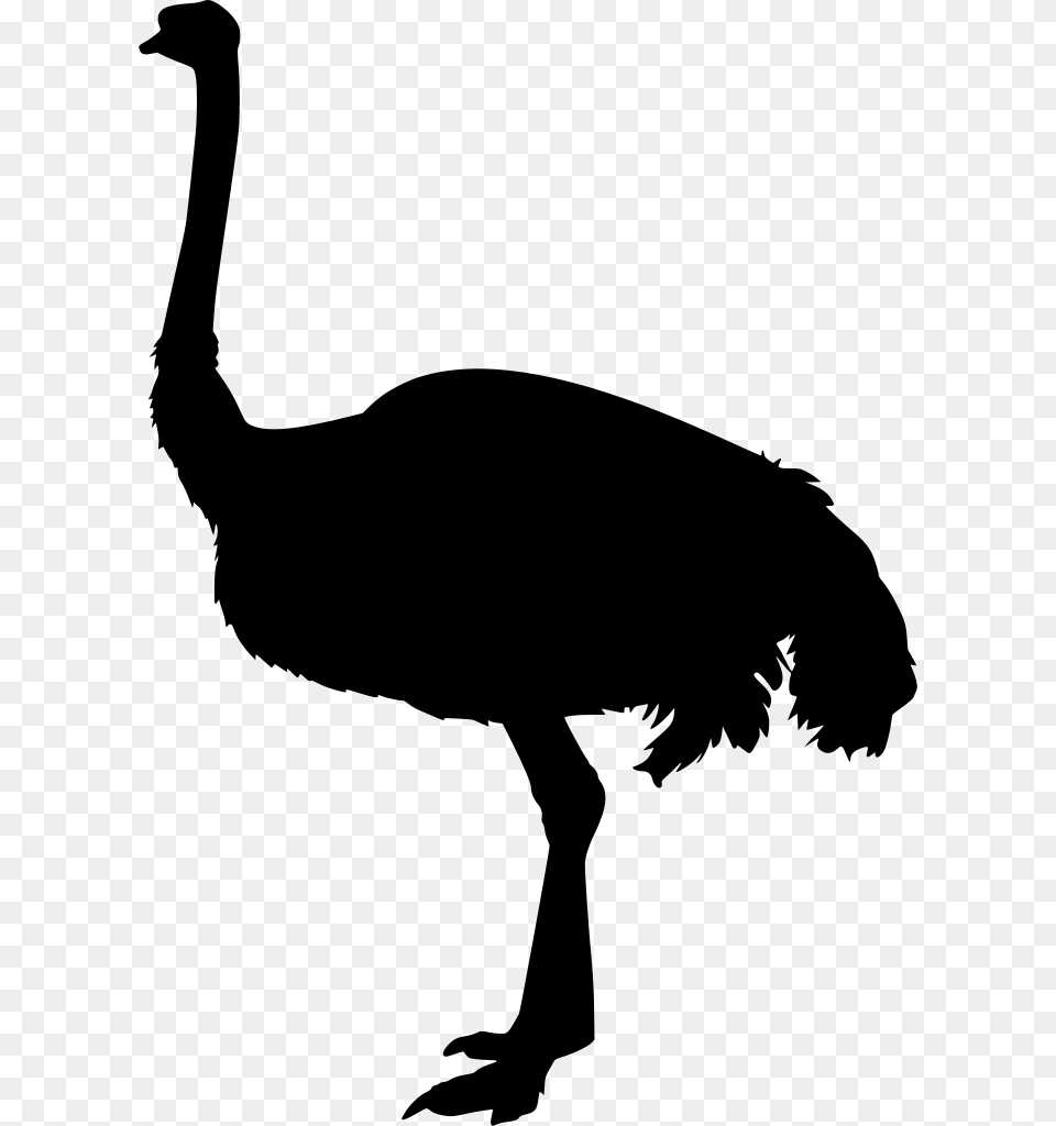 Turkey, Gray Png