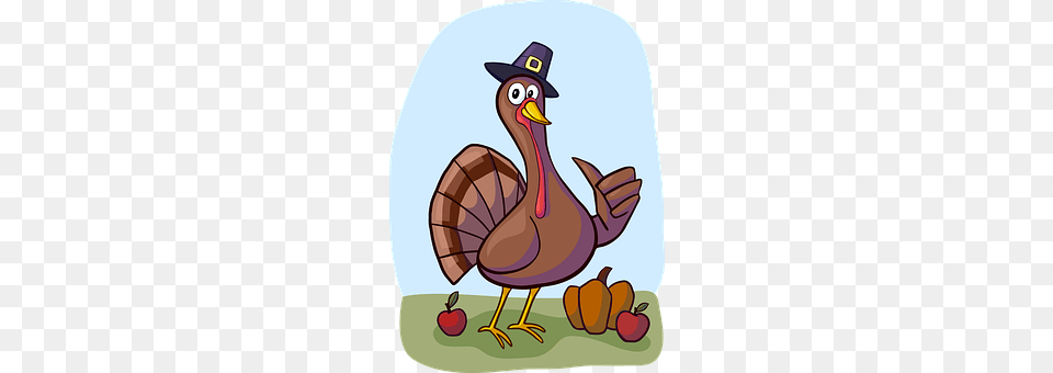 Turkey Animal, Beak, Bird Free Transparent Png