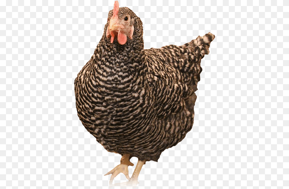 Turkey, Animal, Bird, Chicken, Fowl Png