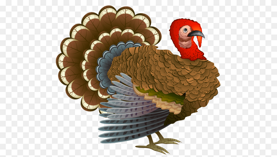 Turkey, Animal, Bird Png Image