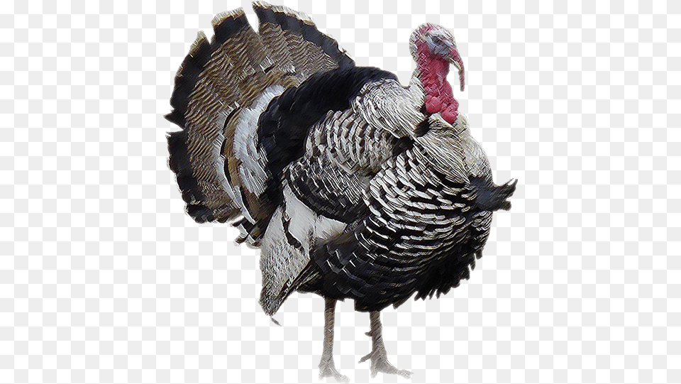 Turkey, Animal, Bird, Fowl, Poultry Png