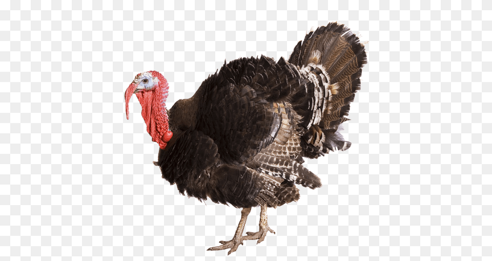 Turkey, Animal, Bird, Fowl, Poultry Free Png