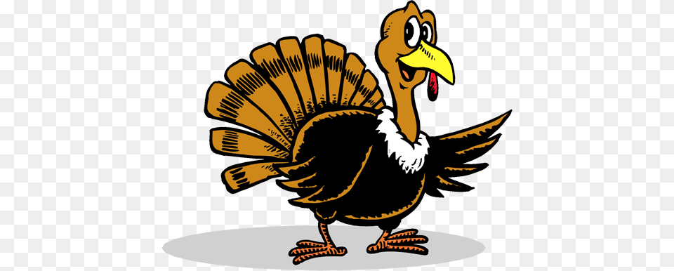 Turkey, Animal, Beak, Bird Free Png Download