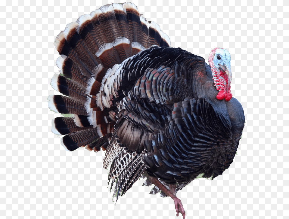 Turkey, Animal, Bird, Fowl, Poultry Free Png Download