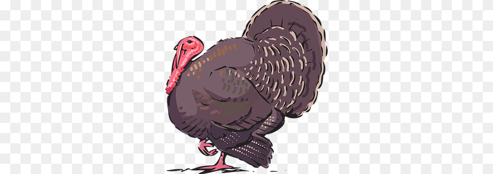 Turkey Animal, Bird, Fowl, Poultry Png Image
