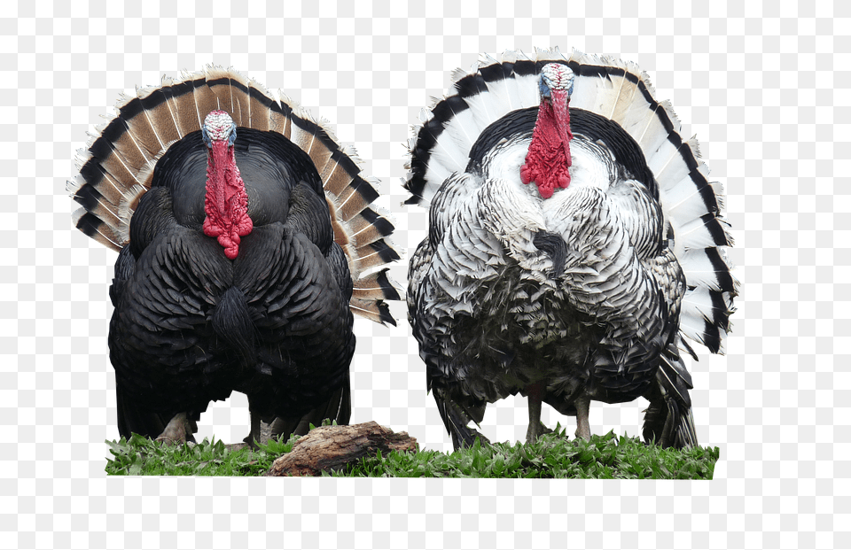 Turkey, Animal, Bird, Fowl, Poultry Png Image