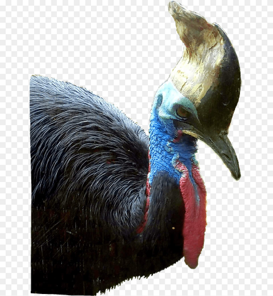 Turkey, Animal, Beak, Bird Png Image
