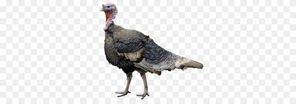 Turkey Animal, Bird, Fowl, Poultry Free Png