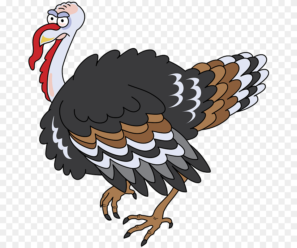 Turkey, Animal, Beak, Bird Free Transparent Png