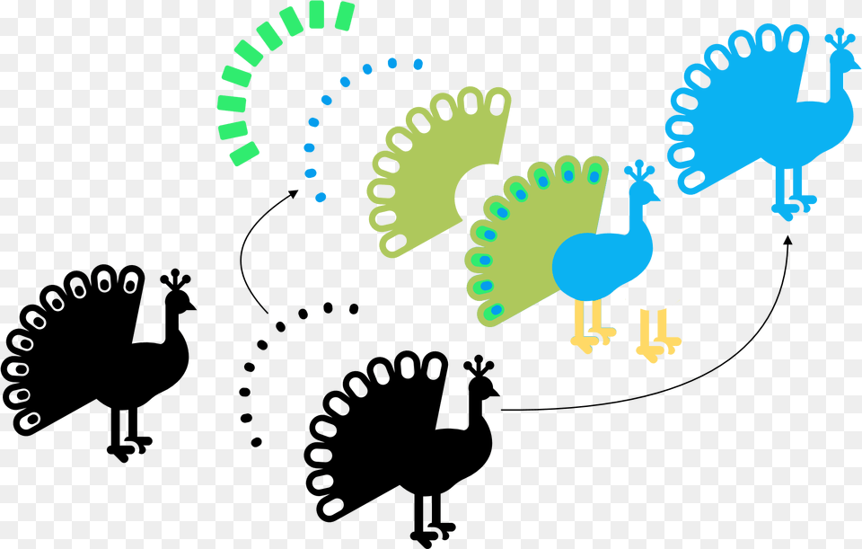 Turkey, Animal, Bird Png Image