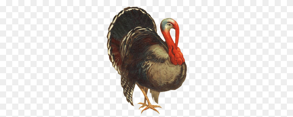 Turkey, Animal, Bird, Fowl, Poultry Free Png