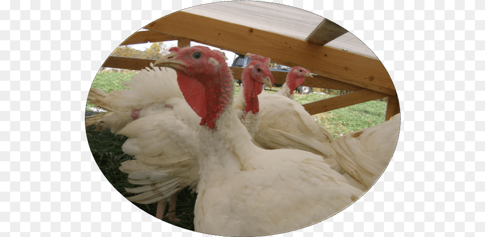 Turkey, Animal, Bird, Fowl, Poultry Png