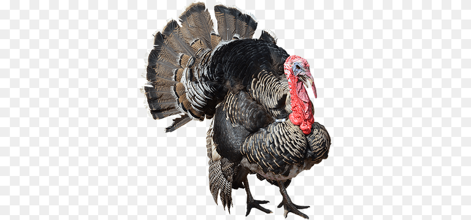 Turkey, Animal, Bird, Fowl, Poultry Free Transparent Png