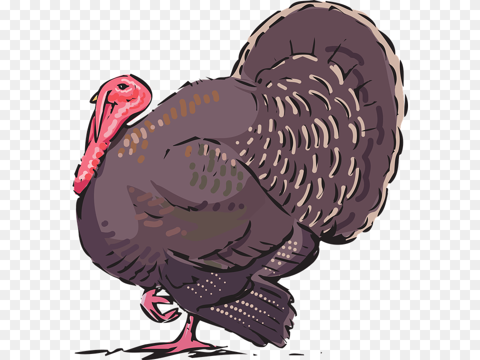 Turkey, Animal, Bird, Fowl, Poultry Png