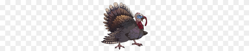 Turkey, Animal, Bird, Fowl, Poultry Free Png