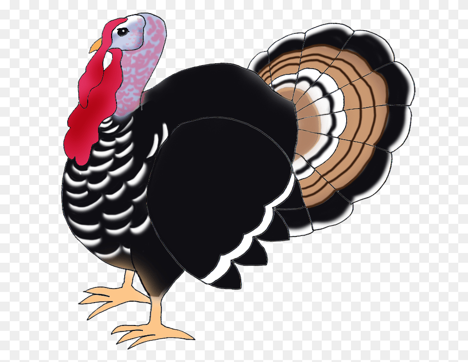 Turkey, Animal, Bird, Fowl, Poultry Free Png Download