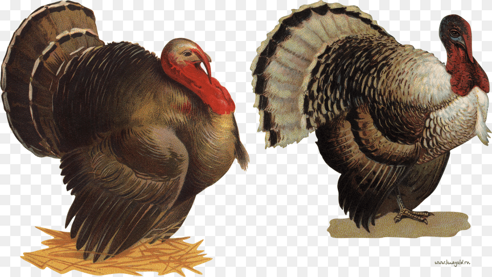 Turkey Free Png Download