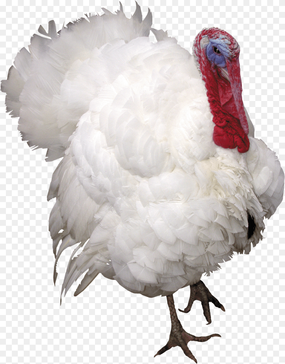 Turkey Free Png