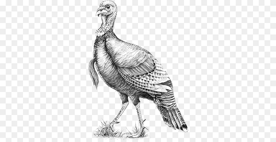 Turkey, Animal, Bird, Fowl, Poultry Free Png