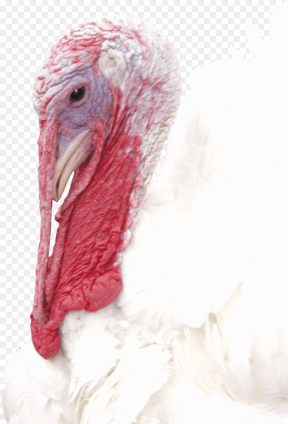Turkey Free Png