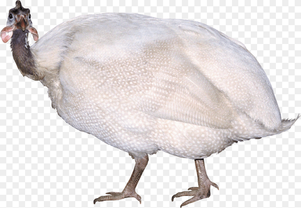 Turkey, Animal, Bird, Fowl, Poultry Free Transparent Png