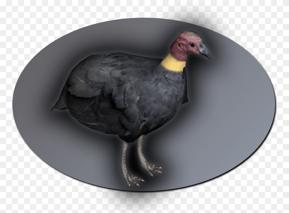 Turkey, Animal, Bird, Vulture, Condor Png